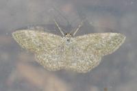 Scopula immorata