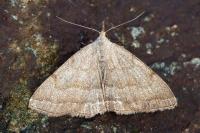 Pechipogo strigilata