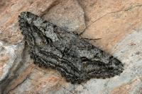 Peribatodes perversaria