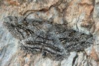 Peribatodes perversaria
