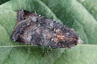 Peridroma saucia