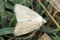 Photedes dulcis