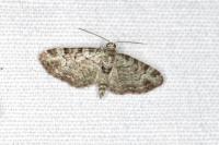 Pasiphila rectangulata