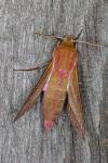 Deilephila elpenor