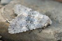 Polymixis dubia