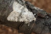 Polymixis xanthomista