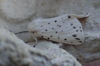 Spilosoma lubricipeda