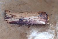 Axylia putris