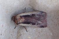 Ochropleura plecta