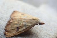 Rivula sericealis