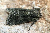 Polyploca ridens