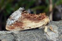 Ptilodon cucullina