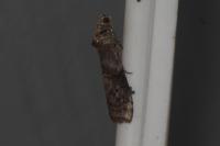 Phycita roborella