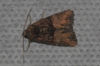 Mesoligia furuncula