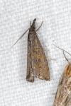 Platytes cerussella