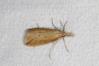 Donacaula forficella