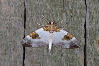 Plemyria rubiginata
