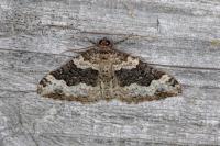 Epirrhoe galiata