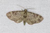 Pasiphila rectangulata
