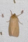 Mythimna pallens