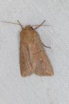 Mythimna albipuncta