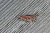 Ephestia