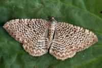 Rheumaptera undulata