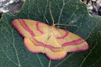 Rhodostrophia calabra