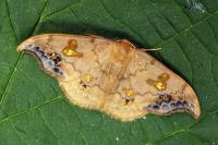 Sabra harpagula