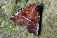Scoliopteryx libatrix