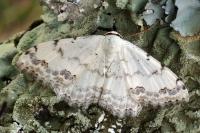 Scopula decorata