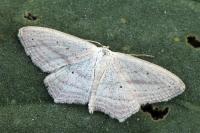 Scopula emutaria