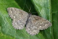 Scopula immorata