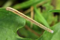 Scopula immutata