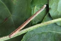Scopula immutata