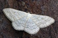 Scopula incanata