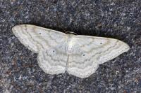 Scopula incanata