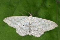 Scopula incanata
