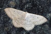 Scopula incanata