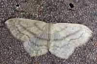 Scopula nigropunctata