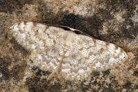 Scopula rufomixtaria