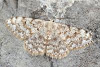 Scopula rufomixtaria