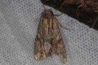Apamea monoglypha monoglypha