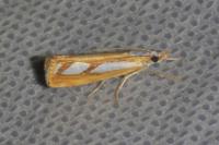 Catoptria gr. permutatellus