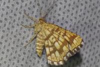 Chiasmia clathrata