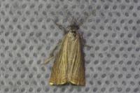 Chrysoteuchia culmella