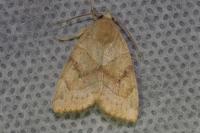Cosmia trapezina