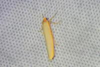 Manulea complana