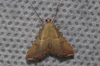 Endotricha flammealis