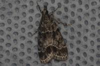 Eudonia